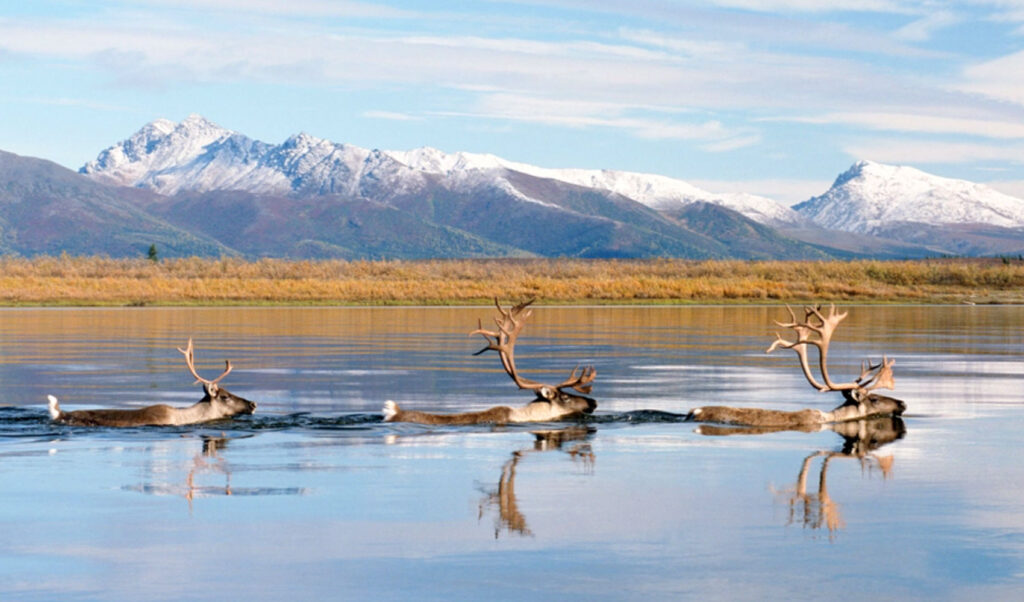 Caribou swimming