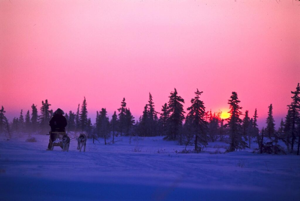 Dog mushing at sunset