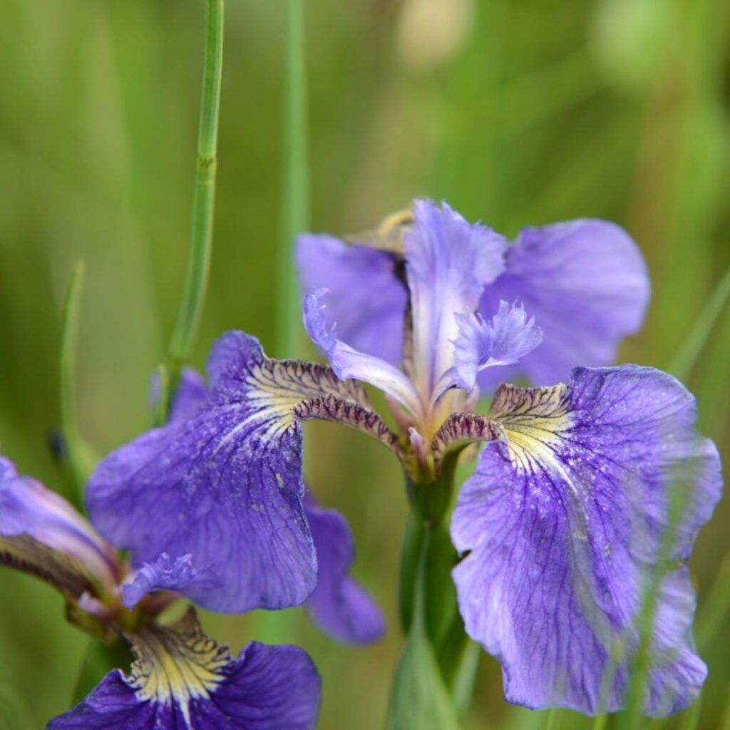 Purple flower