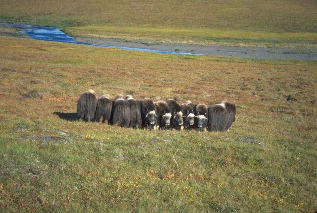 Muskox huddling together