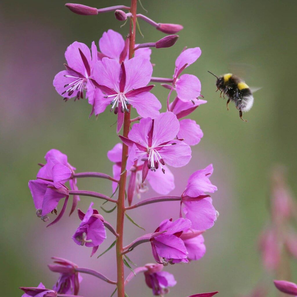 Bee flying