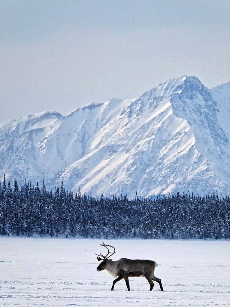 Caribou walking in the snow